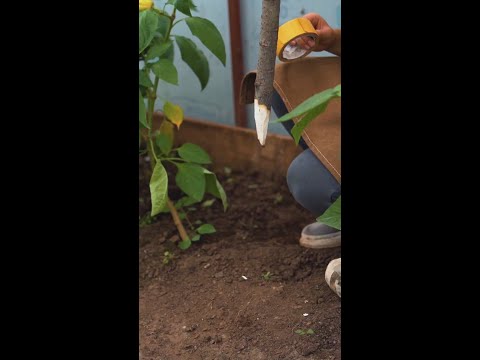 Easy Gardening with Clever DIY Ideas and Amazon Gadgets