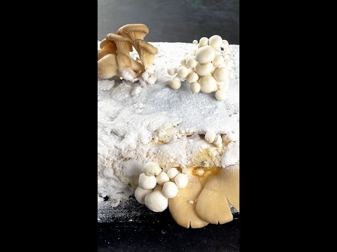 Growing mushrooms amongst the pages 🍄