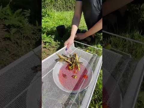 Exploring plant dye from the garden 🌺 #shorts