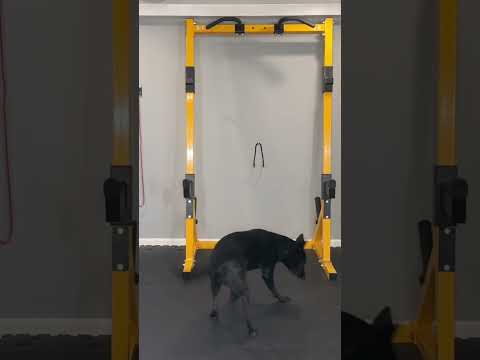 Special Harlan Appearance + Motivation to Keep Moving