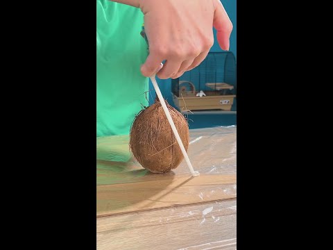This Coconut Birdhouse is the Ultimate Avian Hangout!