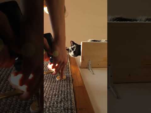 Creating a Purrfect Cat Playground Wall for Endless Fun 🐾😻