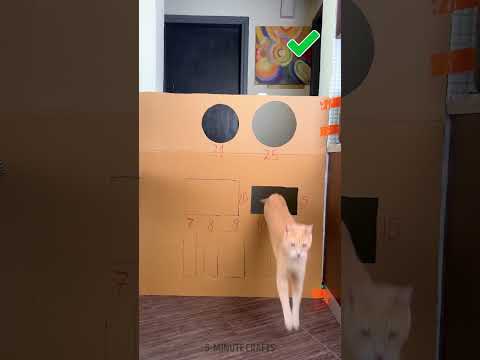 How smart is my cat? Geometry test 📐