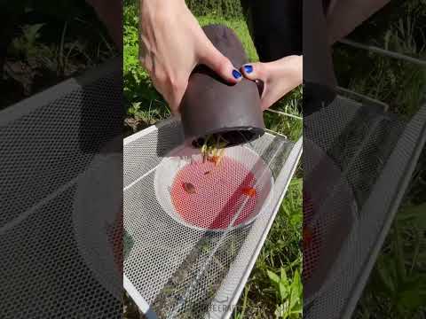 Exploring plant dye from the garden 🌺