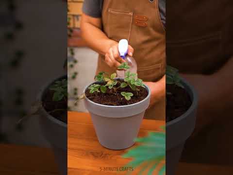 We're rooting for these clever strawberry growing hacks! Gardening Tips For Plant Lovers 🍓
