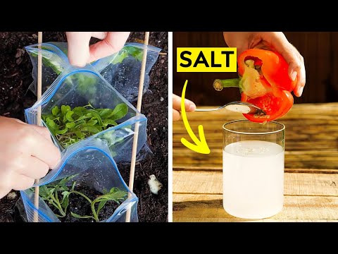 Relaxing Garden Hacks to Transform Your Outdoor Space into a Real Retreat