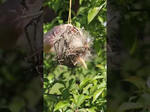Easy crafts for garden wildlife 🦆