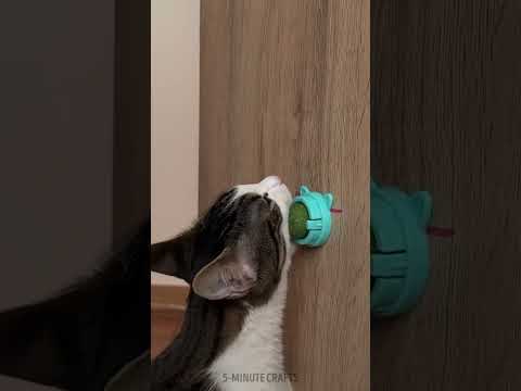 Cat Goes Crazy for Catnip Ball 🐱✨