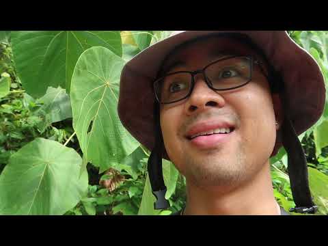 I Left Dentistry And A Guaranteed $120,000/Year Job Now I’m Alone In The Philippines LOL