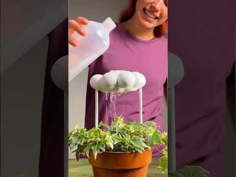 Houseplant tips for beginners 🪴