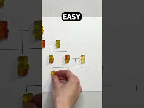Genetics explained with gummy bears 🧬
