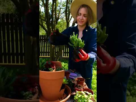Magic in a Pot: Crafting Fairy Garden Delight 🪴