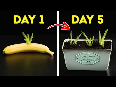 How to Turn Your Home Into a Green Paradise—No Special Skills Needed! 🌿🏡