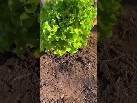 Genius garden hacks to save time and cash 🌿💰