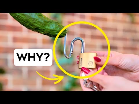 Cozy Garden Hacks for Indoors & Outdoors 🌼 Perfect for Beginners!