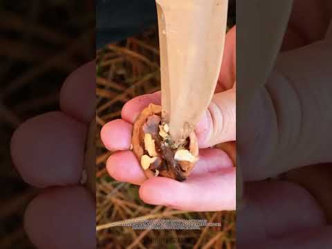 It's important to know these forest survival hacks! 🪝