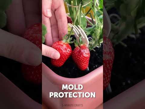 Smart Garden Hacks You’ll Love! 💚🍓