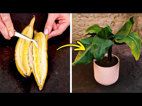 Exclusive Garden hacks to Grow any Exotic and Ordinary Plants