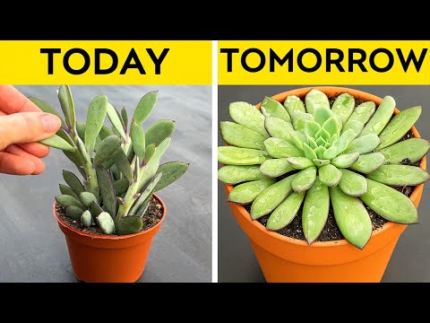 How to Cut a Cactus in a Right way. Grow your Plants Green and Blossom