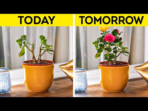 Incredible Garden tricks to Help you Grow paradise Everywhere