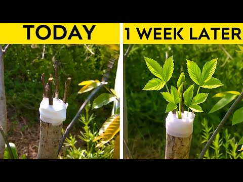 Save for the Future these Smart Plant hacks #5MinuteBeat