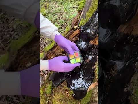 Who Left THIS Inside a Tree? 😱 WOWCUBE! 🎲