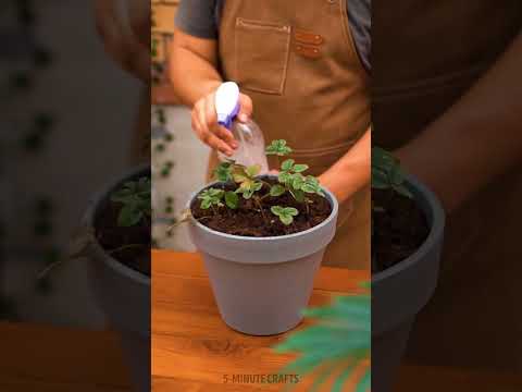 We're rooting for these clever strawberry growing hacks! Gardening Tips For Plant Lovers 🍓