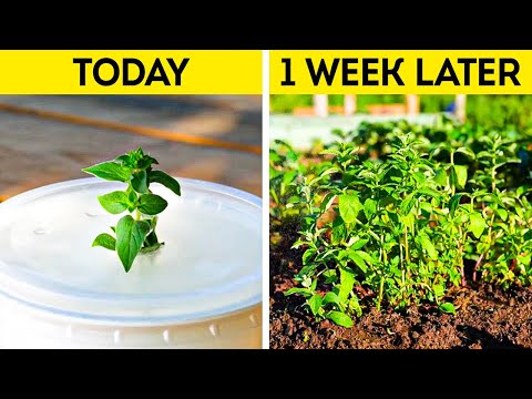 Smart Garden tricks to help you with Harvest and Flowers #wowcube