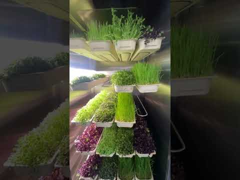 Microgreen Robot Fridge Farm #ces2026 #instafarm #ces