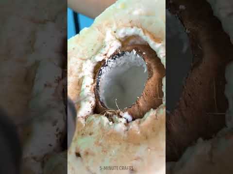 Birds love this coconut house 🦜