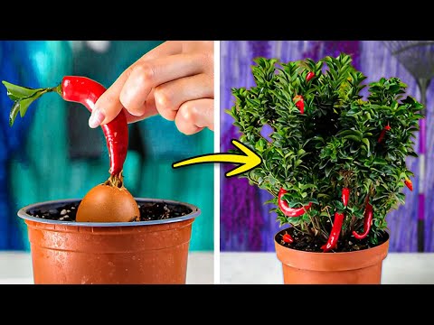 Amazing Plant hacks for any Inside and Outdoor Garden