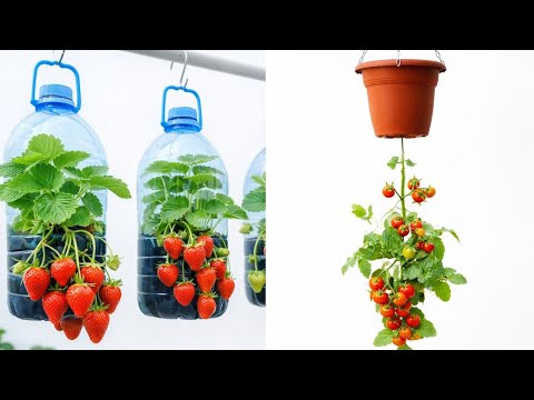 Easy Garden Hacks for Beginners: Smart Tips for Healthy Plants 🌿