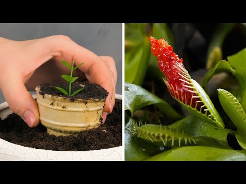 Incredible Plating tricks to Grow paradise Everywhere 🥬🌳